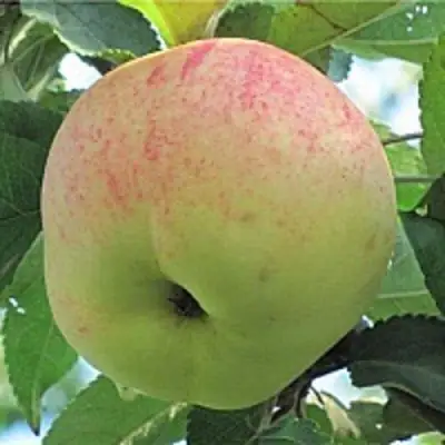 Яблоня ЛЕТНЕЕ СЛАДКОЕ в Калинковичах