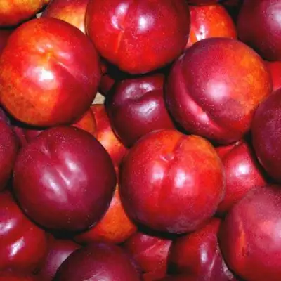 Нектарин МЕДВЕДЕВСКИЙ в Калинковичах