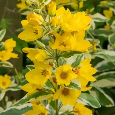 Вербейник АЛЕКСАНДР точечный в Калинковичах