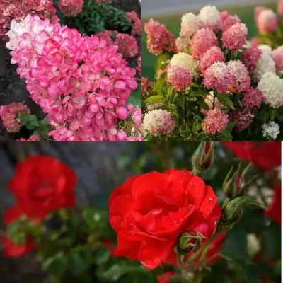 Комплект РОЗОВЫЙ ЗАКАТ в Калинковичах