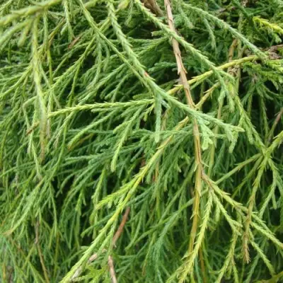 Кипарисовик ФИЛИФЕРА НАНА горохоплодный  в Калинковичах