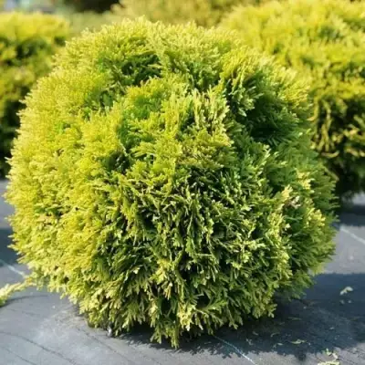 Туя ДАВИД западная в Калинковичах