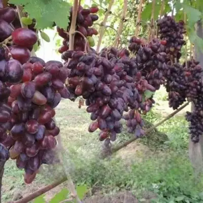 Виноград БАЙКОНУР в Калинковичах