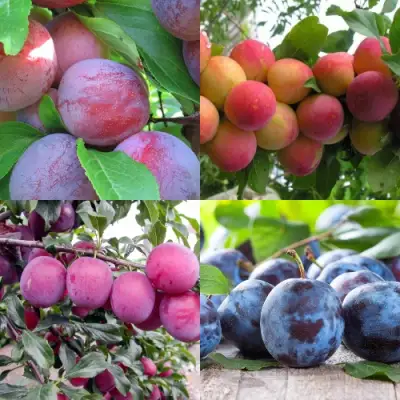 Комплект СЛИВОВЫЙ САД в Калинковичах