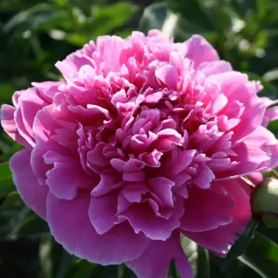 Пион ГОЛУБАЯ ХРИЗАНТЕМА травянистый в Калинковичах