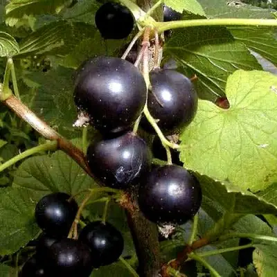 Смородина чёрная БИНАР в Калинковичах