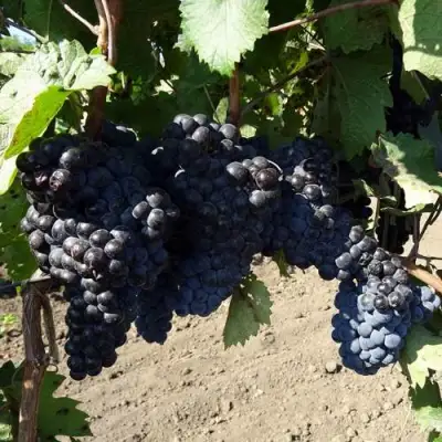 Виноград ДЕНИСОВСКИЙ в Калинковичах