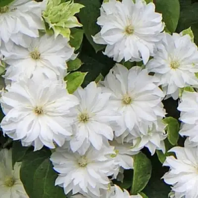 Клематис МАРИЯ СКЛОДОВСКАЯ-КЮРИ в Калинковичах