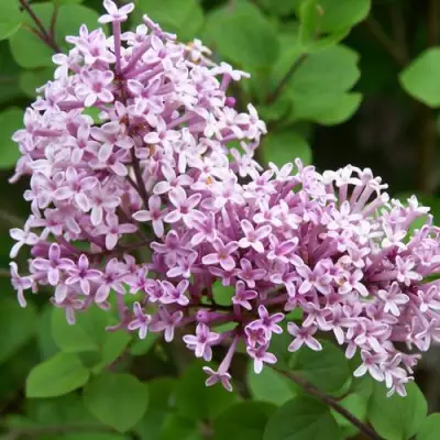 Сирень ПАЛИБИН  в Калинковичах