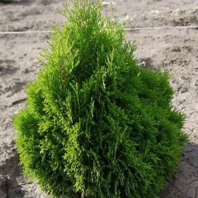 Туя МИКИ западная в Калинковичах