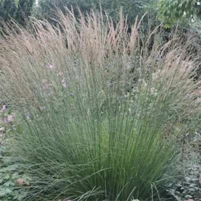 Молиния ХАЙДЕБРАУТ голубая в Калинковичах