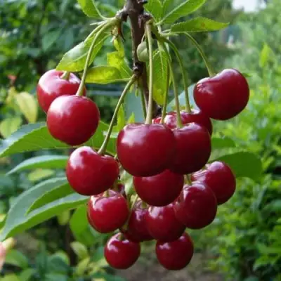 Вишня ВЯНОК в Калинковичах