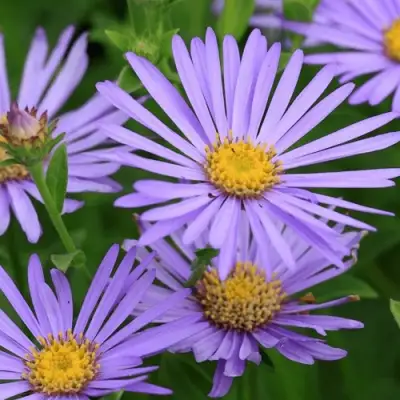 Астра ЛЕДИ ИН БЛЮ в Калинковичах