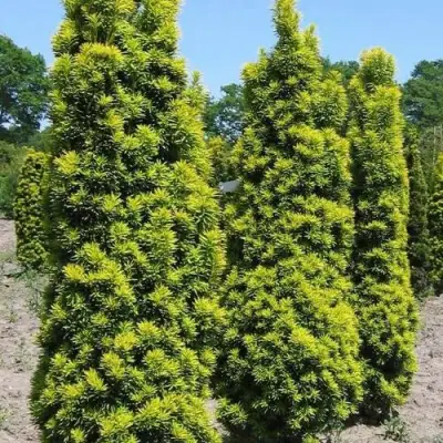 Тис ДАВИД ягодный в Калинковичах