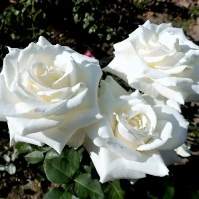 Роза БОИНГ чайно-гибридная в Калинковичах