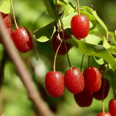 ГУМИ (ЛОХ МНОГОЦВЕТКОВЫЙ) в Калинковичах