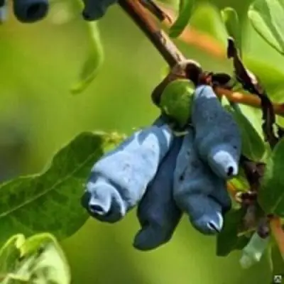 Жимолость съедобная ПУШКИНСКАЯ в Калинковичах