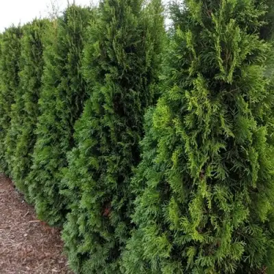 Туя ПИРАМИДАЛИС КОМПАКТА западная в Калинковичах