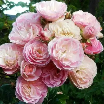 саженцы розы Букет Парфе