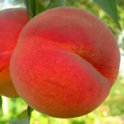 Персик МАЙСКИЙ ЦВЕТОК в Калинковичах