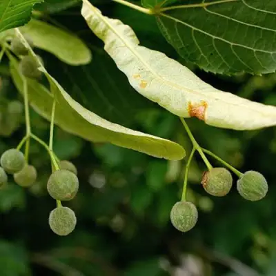 Липа сердцевидная в Калинковичах