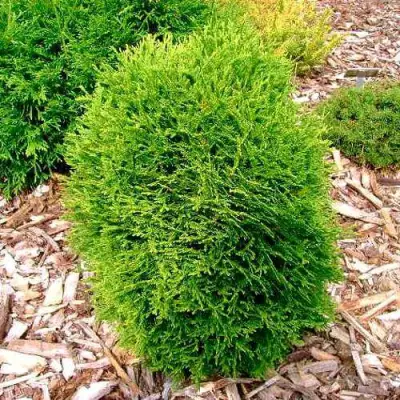 Туя ВОТЕРФИЛД западная в Калинковичах