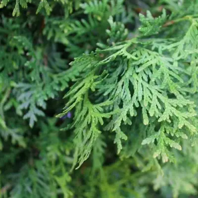 Туя ПИРАМИДАЛИС КОМПАКТА западная в Калинковичах