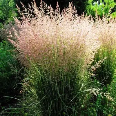 Молиния ФОНТЕЙН тростниковая в Калинковичах