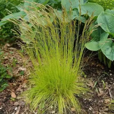 Щучка ТАТРА ГОЛД извилистая в Калинковичах