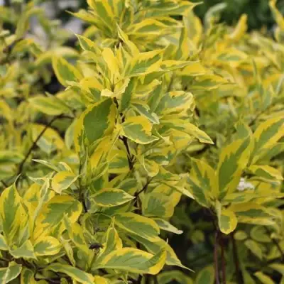 Дерен ШПЕТА белый в Калинковичах