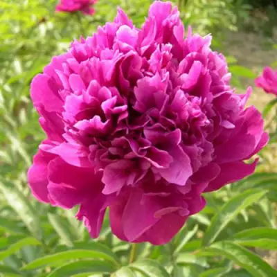 Пион КИТАЙСКИЙ ШЕЛК травянистый в Калинковичах