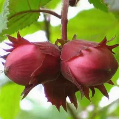 Фундук АЙВЕНГО в Калинковичах