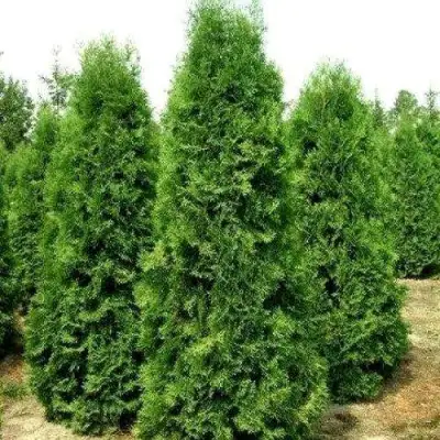 Туя ПИРАМИДАЛИС КОМПАКТА западная в Калинковичах