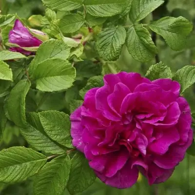 Шиповник ХАНСА в Калинковичах