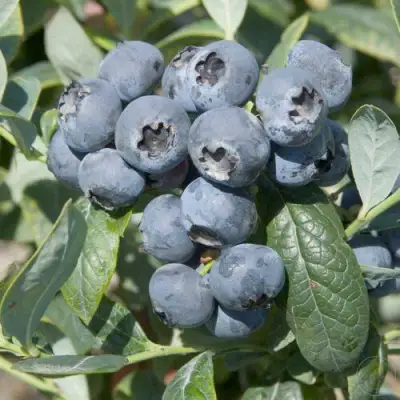 Голубика БРИГИТТА в Калинковичах