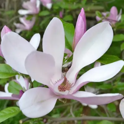 Магнолия ДЖОРДЖ ГЕНРИ КЕРН в Калинковичах