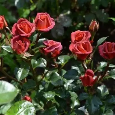 Роза ЧОКОЧИНО спрей в Калинковичах