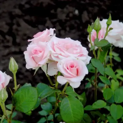 Роза ФЛАМИНГО чайно-гибридная в Калинковичах