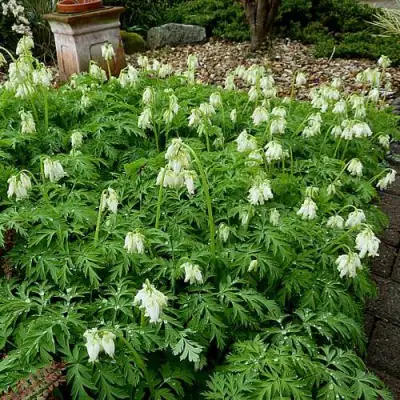 Дицентра красивая АВРОРА в Калинковичах