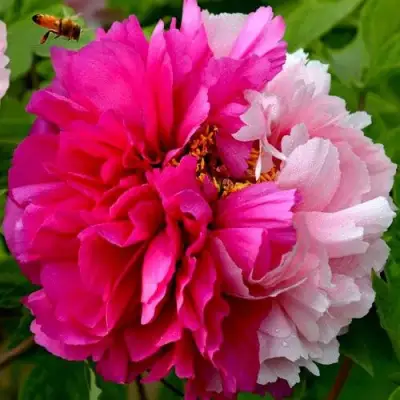 Пион ДВЕ СЕСТРЫ древовидный в Калинковичах