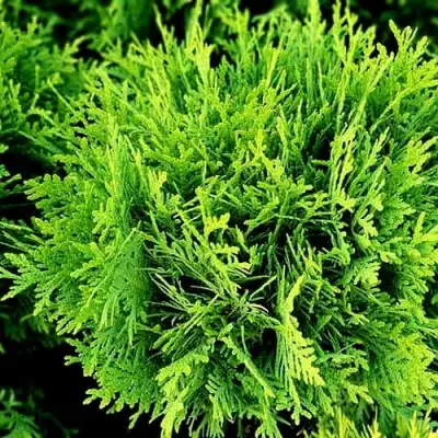 Туя ДАНИКА западная в Калинковичах