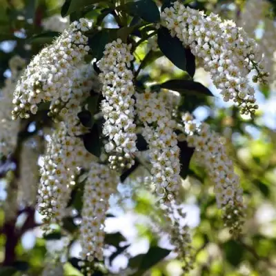 Черемуха виргинская ШУБЕРТ в Калинковичах