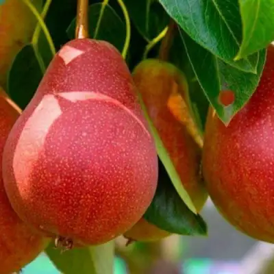 Груша ГЕРА в Калинковичах