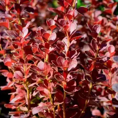 Барбарис ВУЛКАНО тунберга в Калинковичах