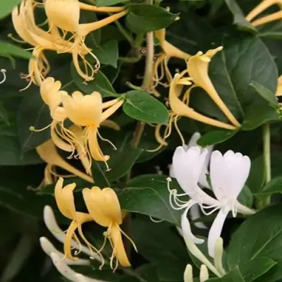 Жимолость ХАЛЛИАНА японская (Хелиана) в Калинковичах