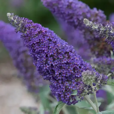 Буддлея НАНО ПЕРПЛ  в Калинковичах