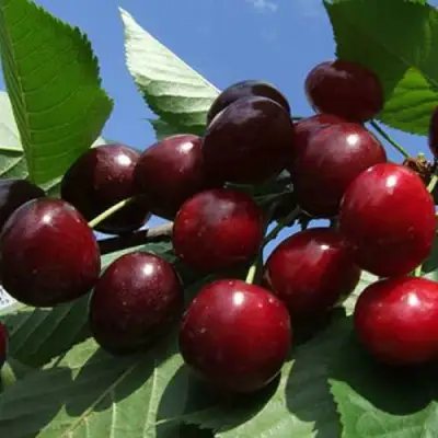 Черешня РЕВНА в Калинковичах