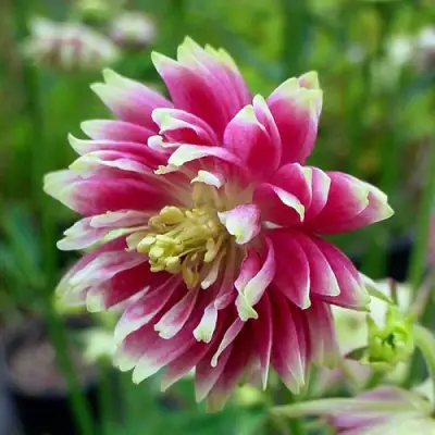 Аквилегия БАРЛОУ НОРА гибрид МакКаны в Калинковичах