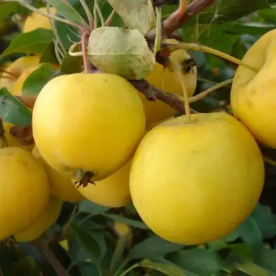 Яблоня УРАЛЬСКОЕ НАЛИВНОЕ в Калинковичах