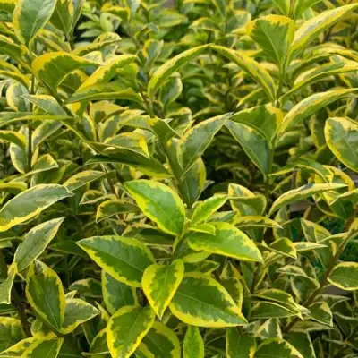 Бирючина АУРЕУМ овальнолистная в Калинковичах